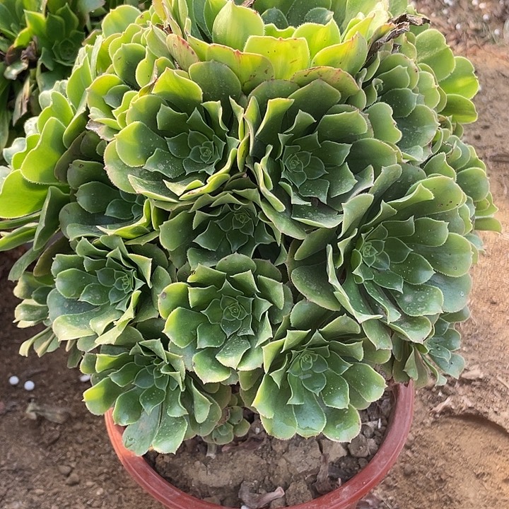 749绿玫瑰多肉葡萄