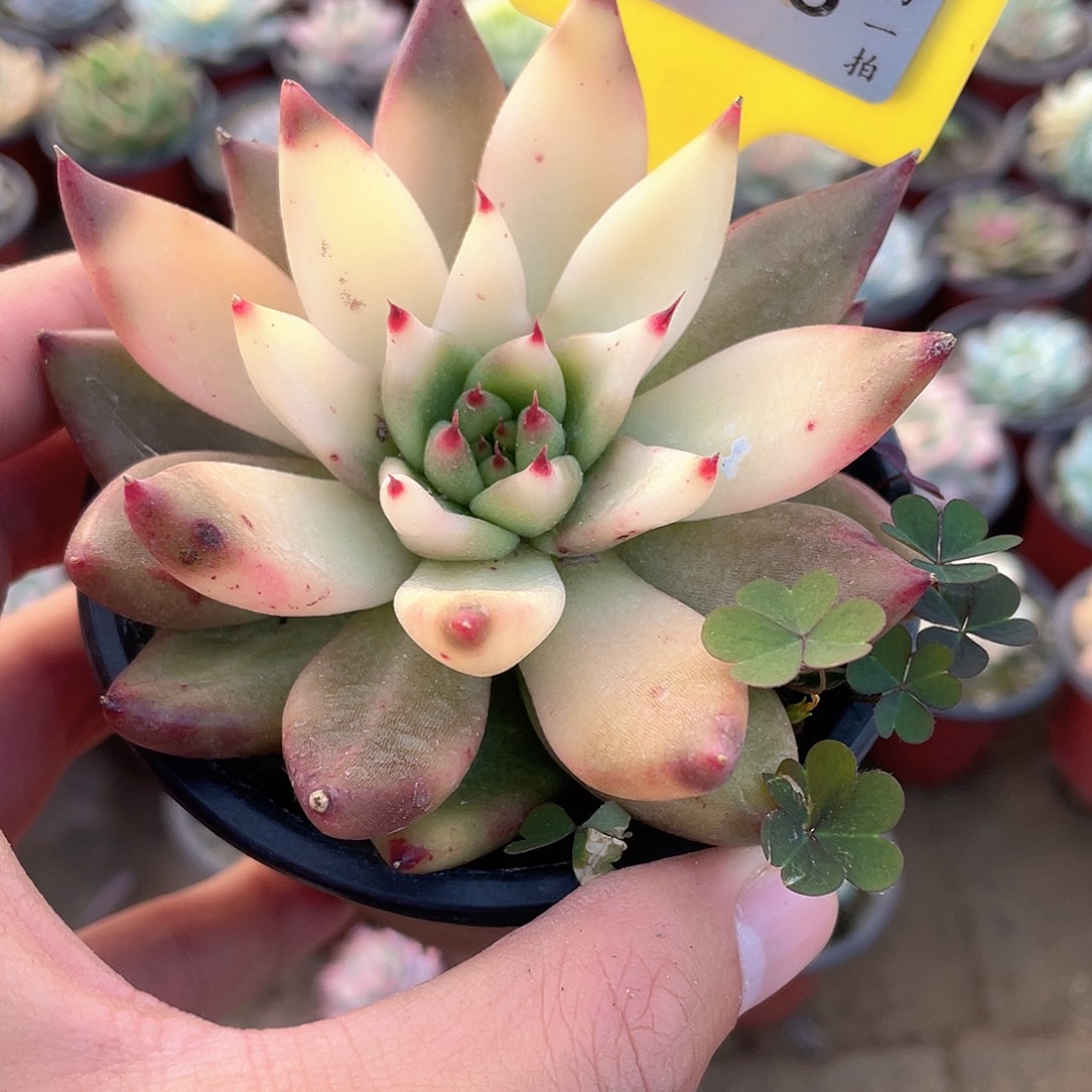 小***~843号多肉植物盆栽