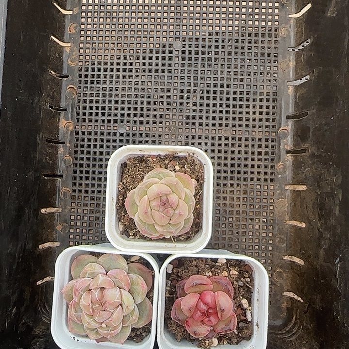 幸*运花时光精品多肉49