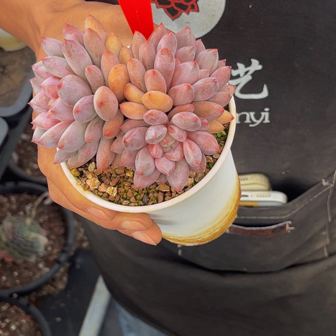 9040号上午多肉植物群生多肉