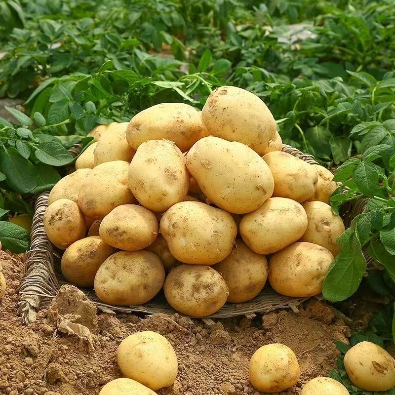 2025年云南新鲜高原土豆黄心黄皮9斤云南特产洋芋可做薯片薯条