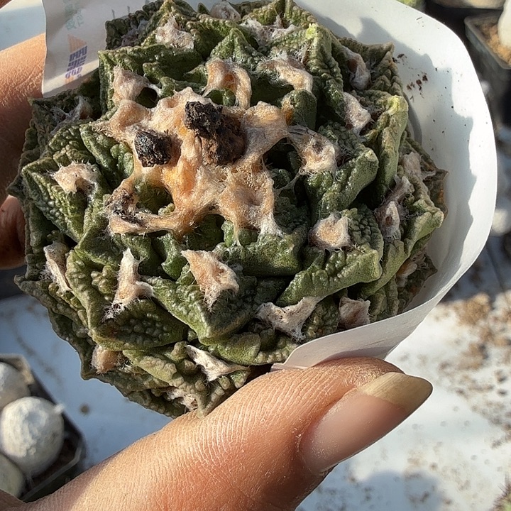 龟甲牡丹萝卜跟0027