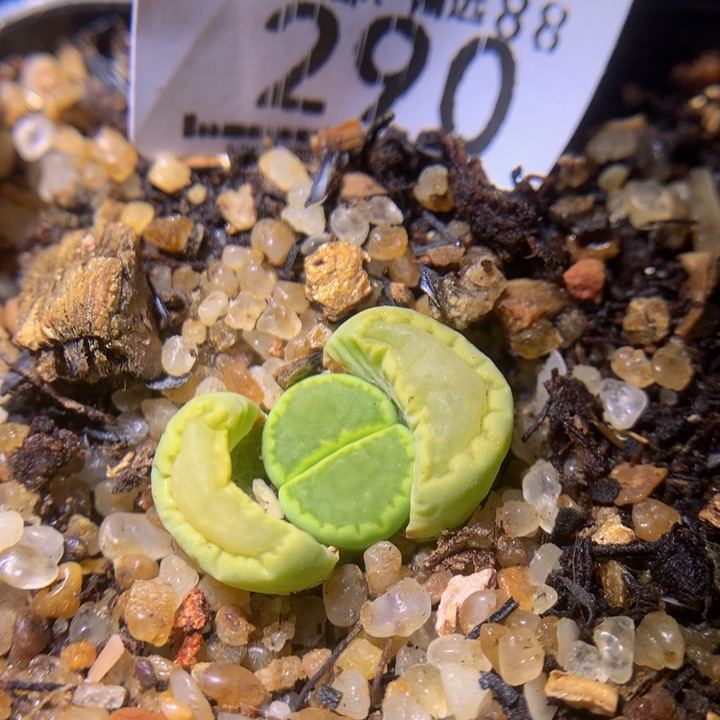 Sss精品生石花290