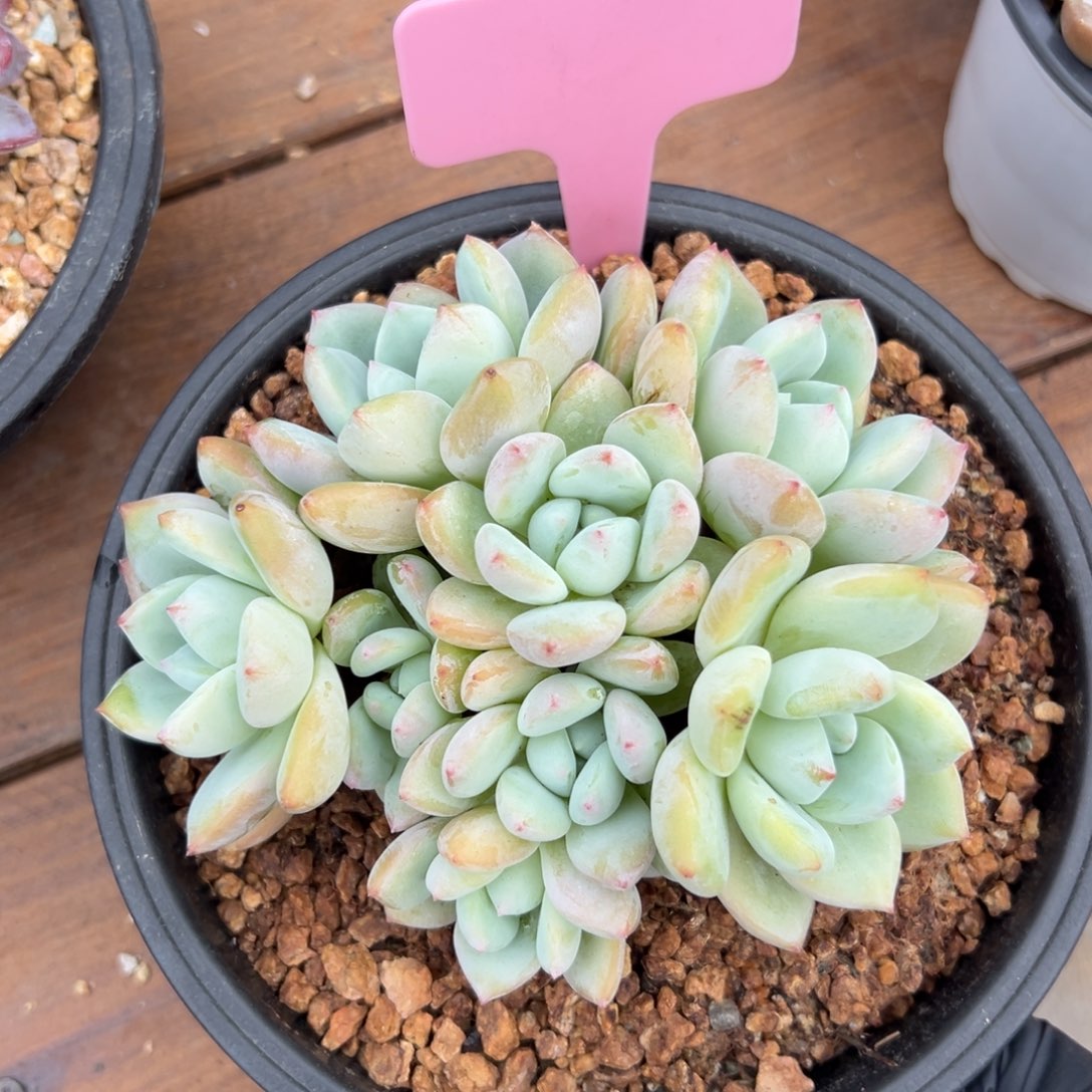 望舒111111111111111