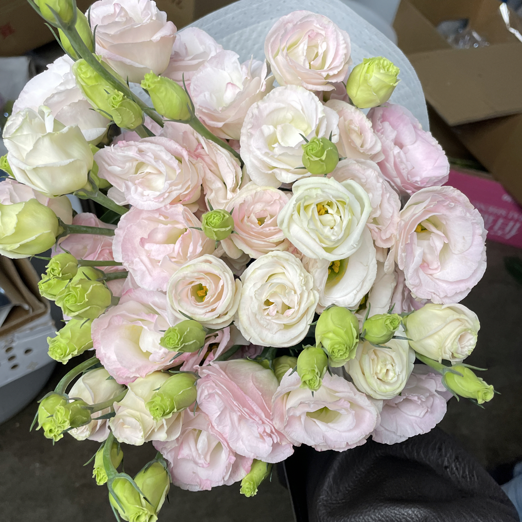 玫瑰浅粉洋桔梗 