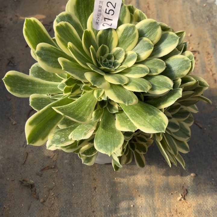 迈巴赫多肉法师2152