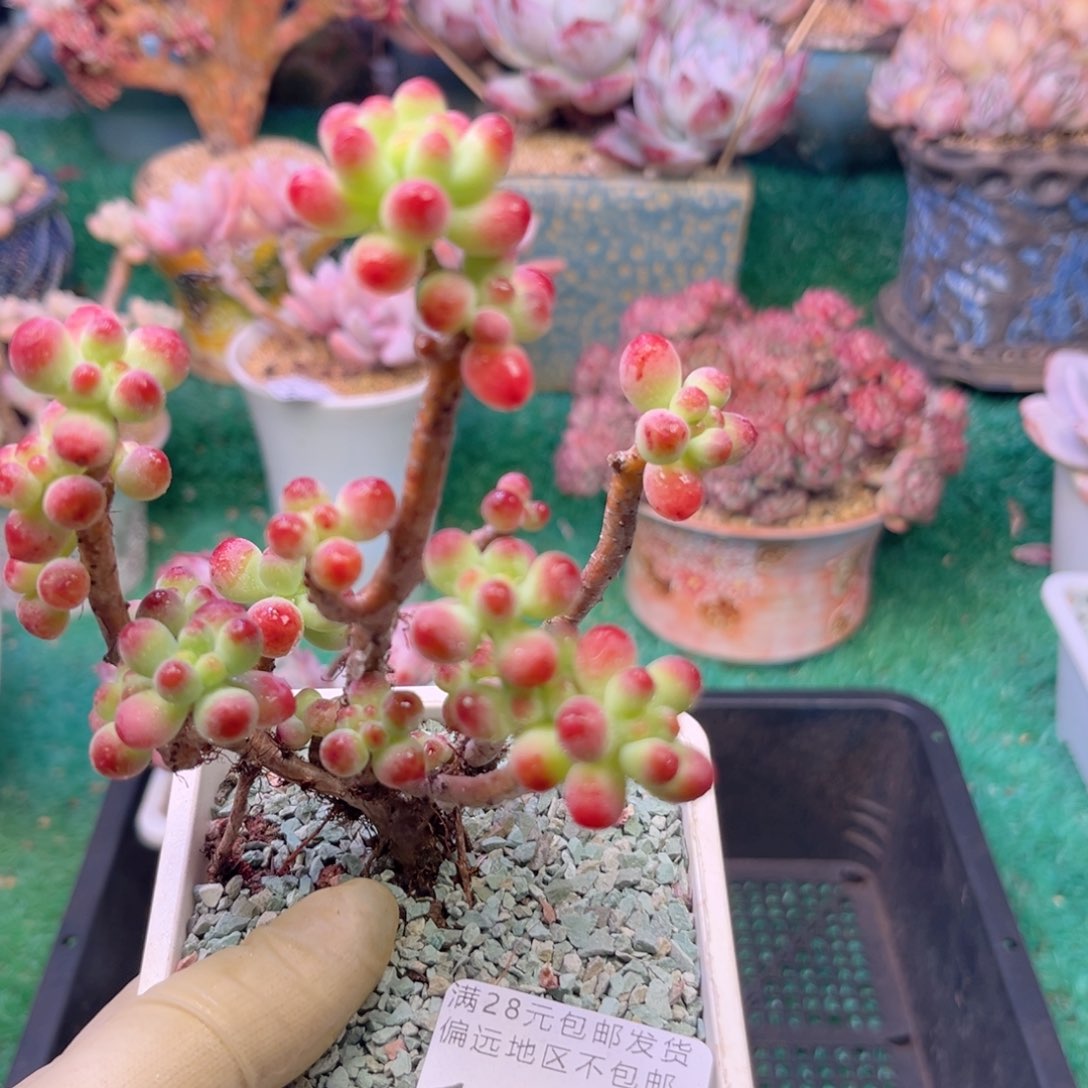 大1568；g d h ch g h n