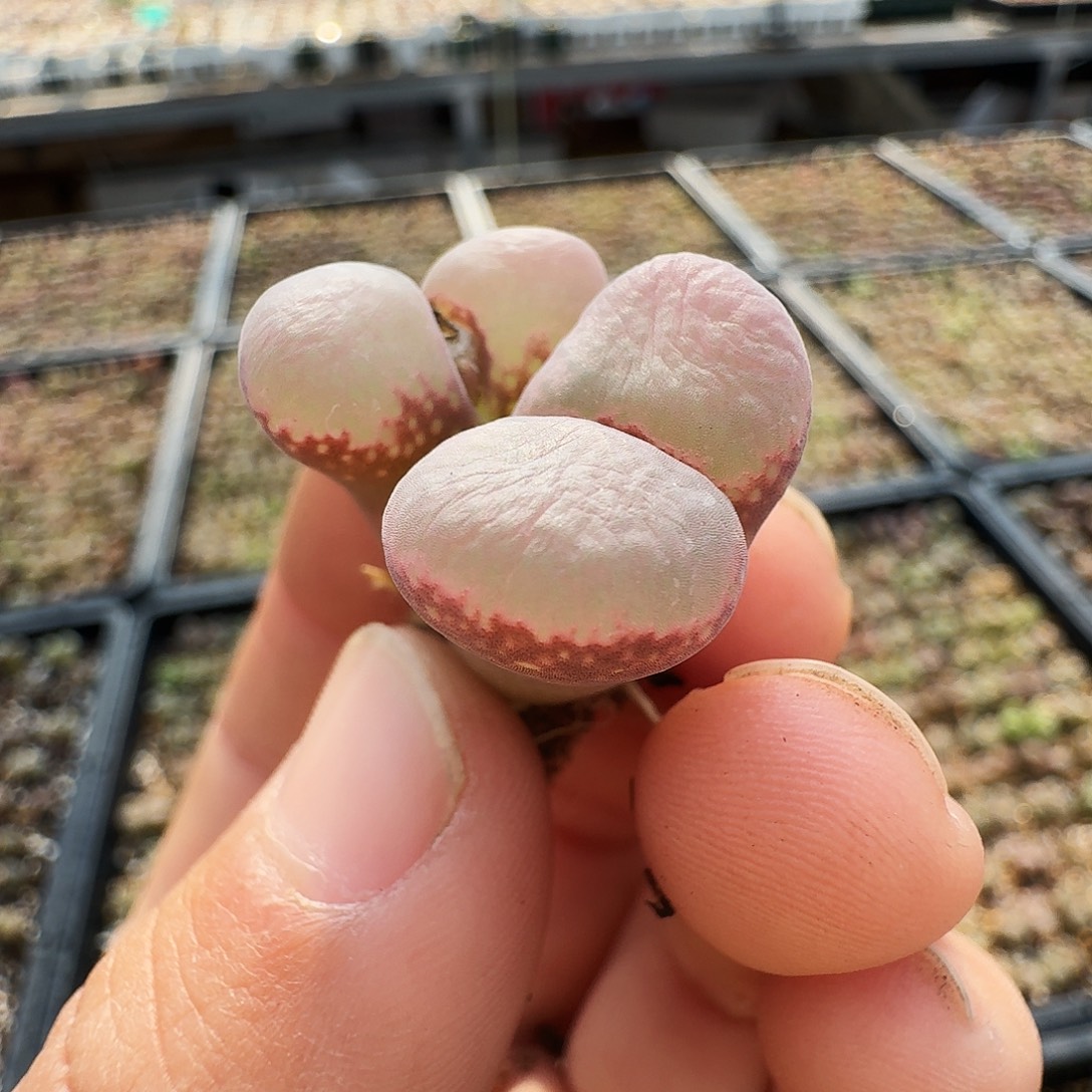 A***l多肉植物福利风铃873