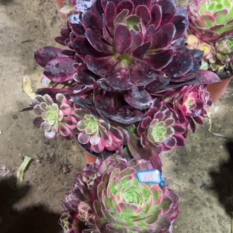 888多肉植物组合