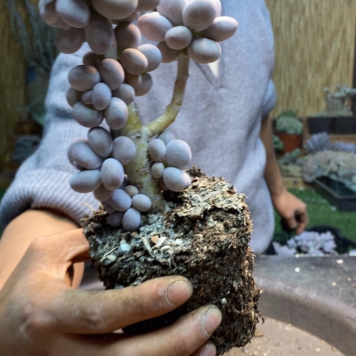 现***后157 号橙雪球多肉植物