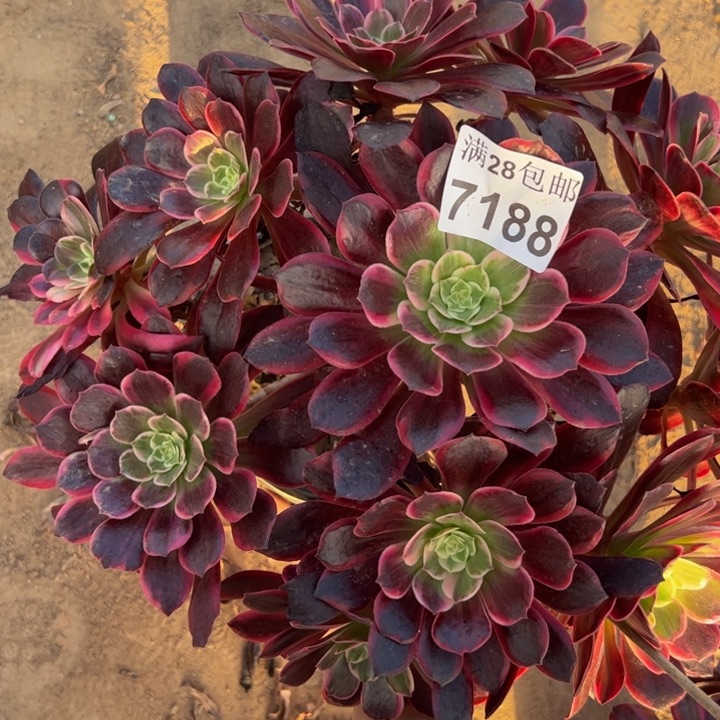 7188婚纱多肉植物