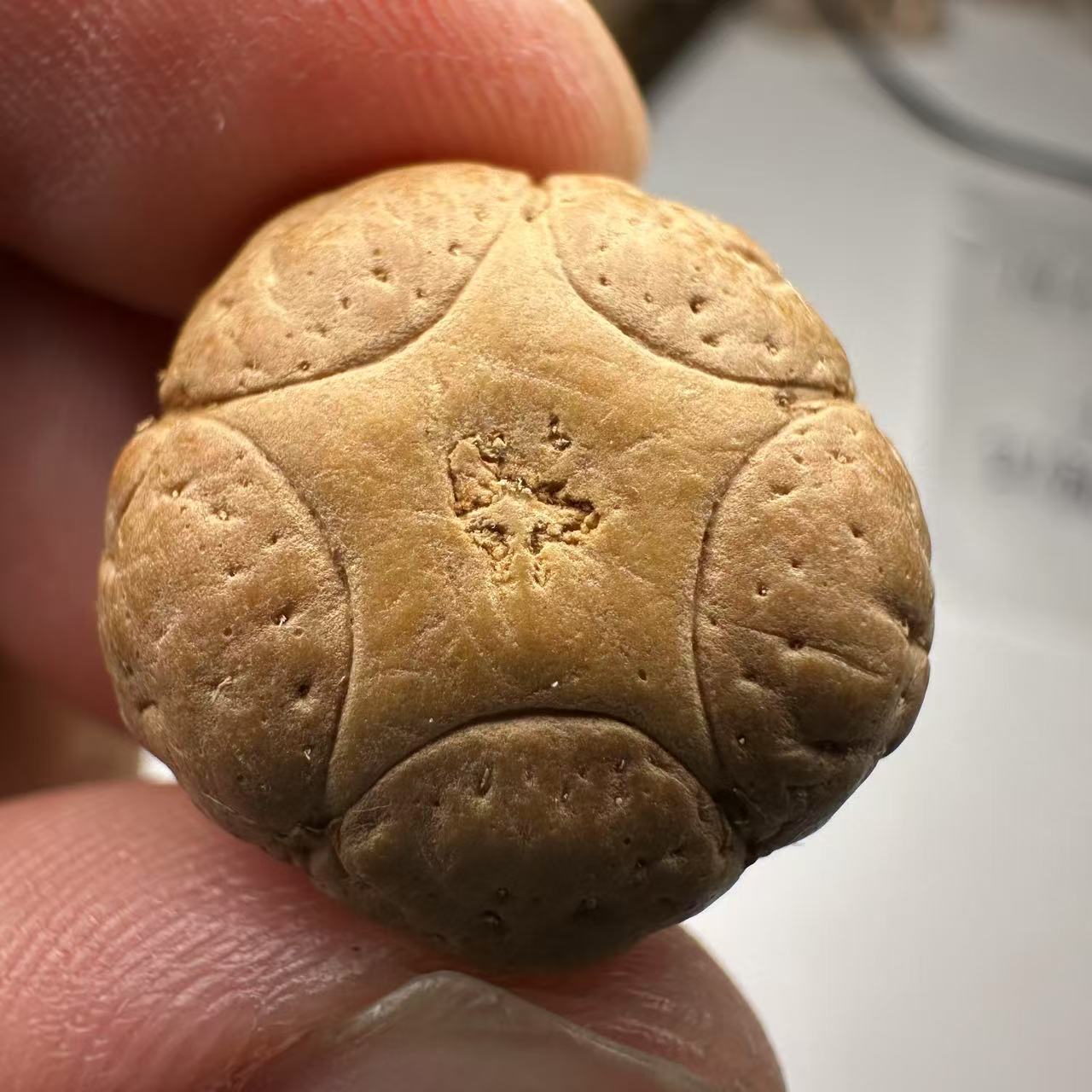尼泊尔五星菩提，尺寸19，sss系列，货号72