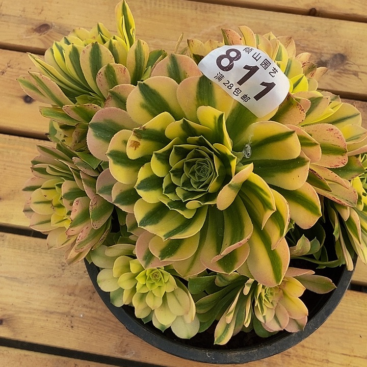 蓝****y811号多肉植物中奖