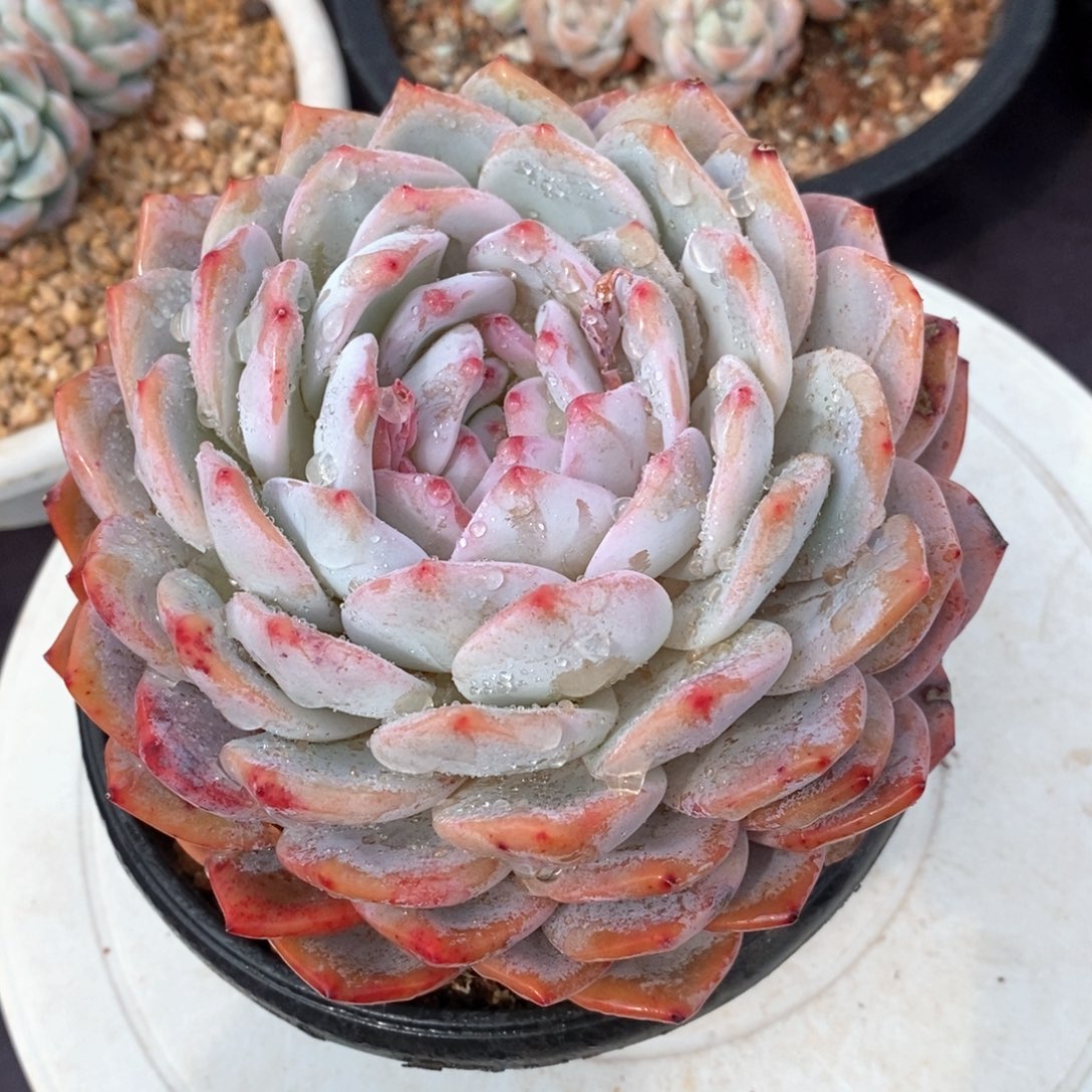 单头橙梦露，14厘米