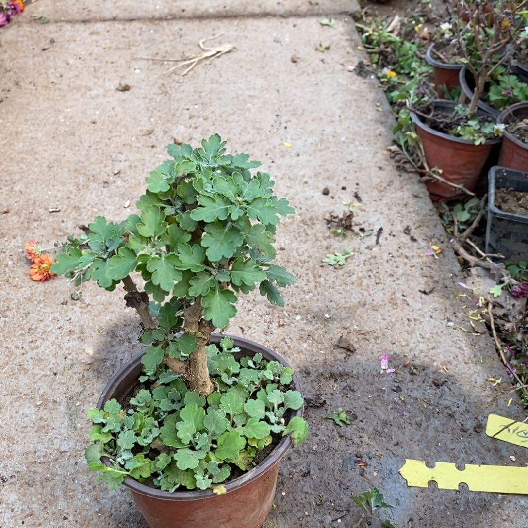 毛***团无花朵盆景盆景15