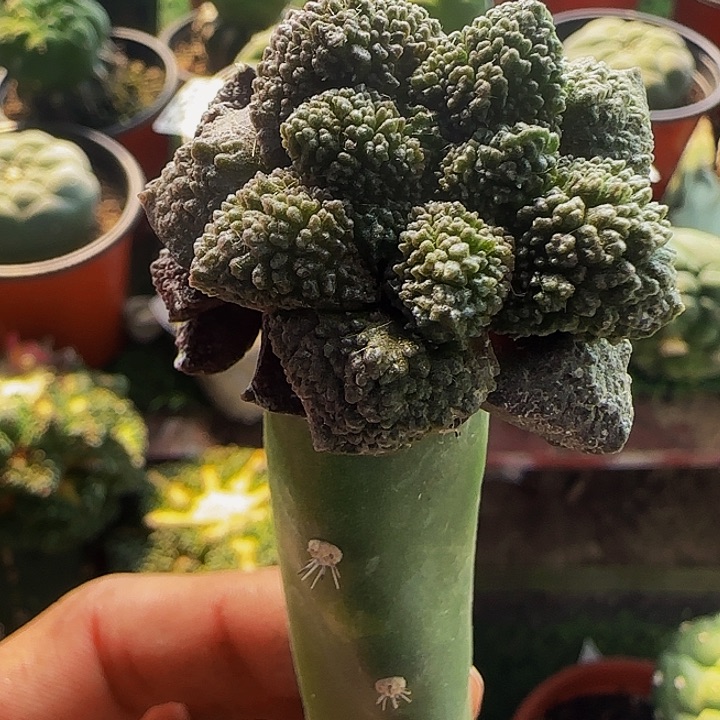 哥斯拉群头599仙人球