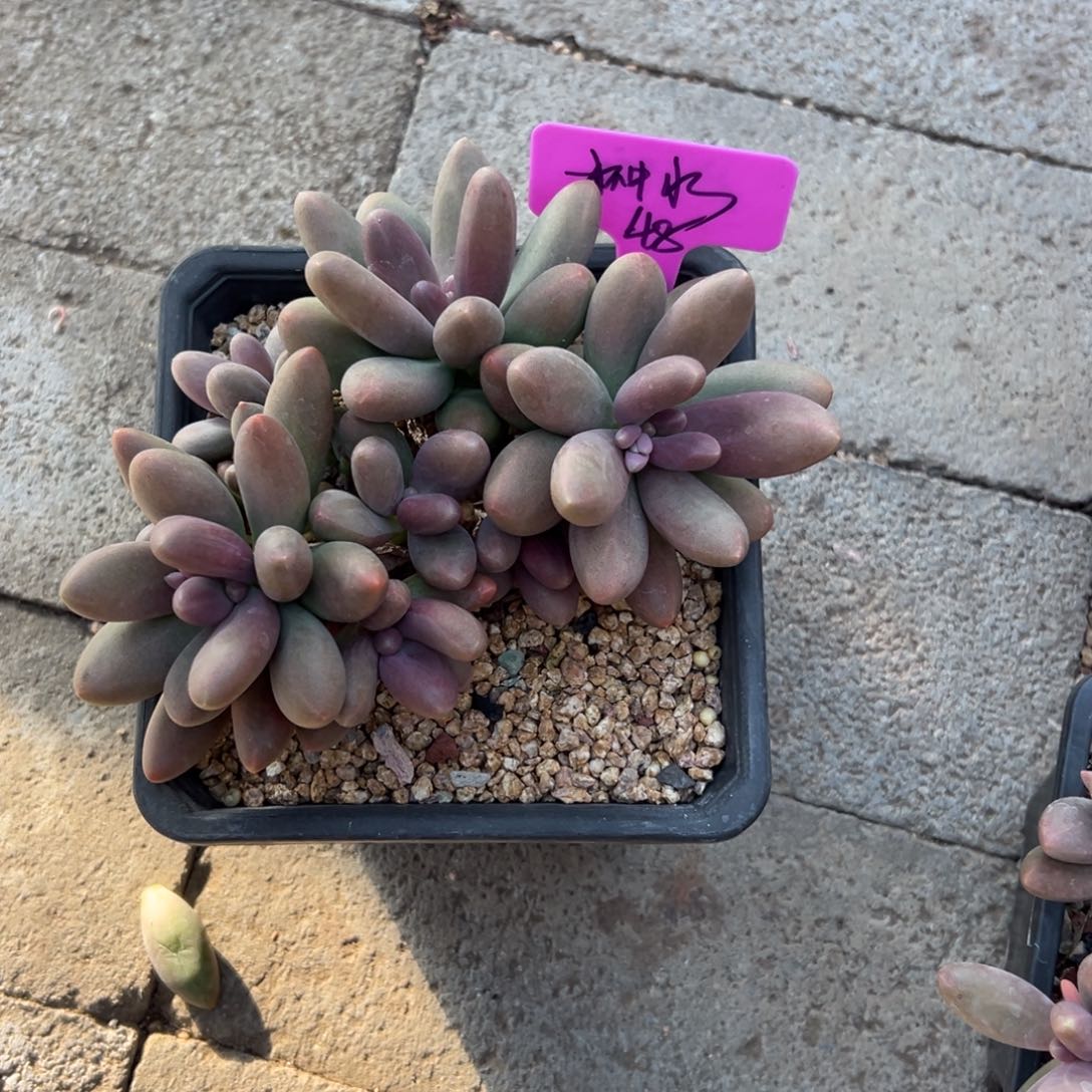 杯****糖果111111111111111