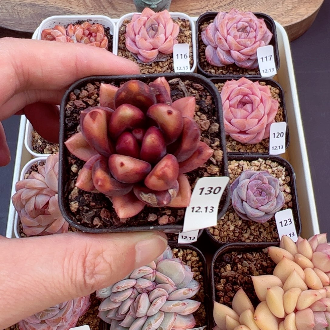 好好看130、哈哈哈哈哈