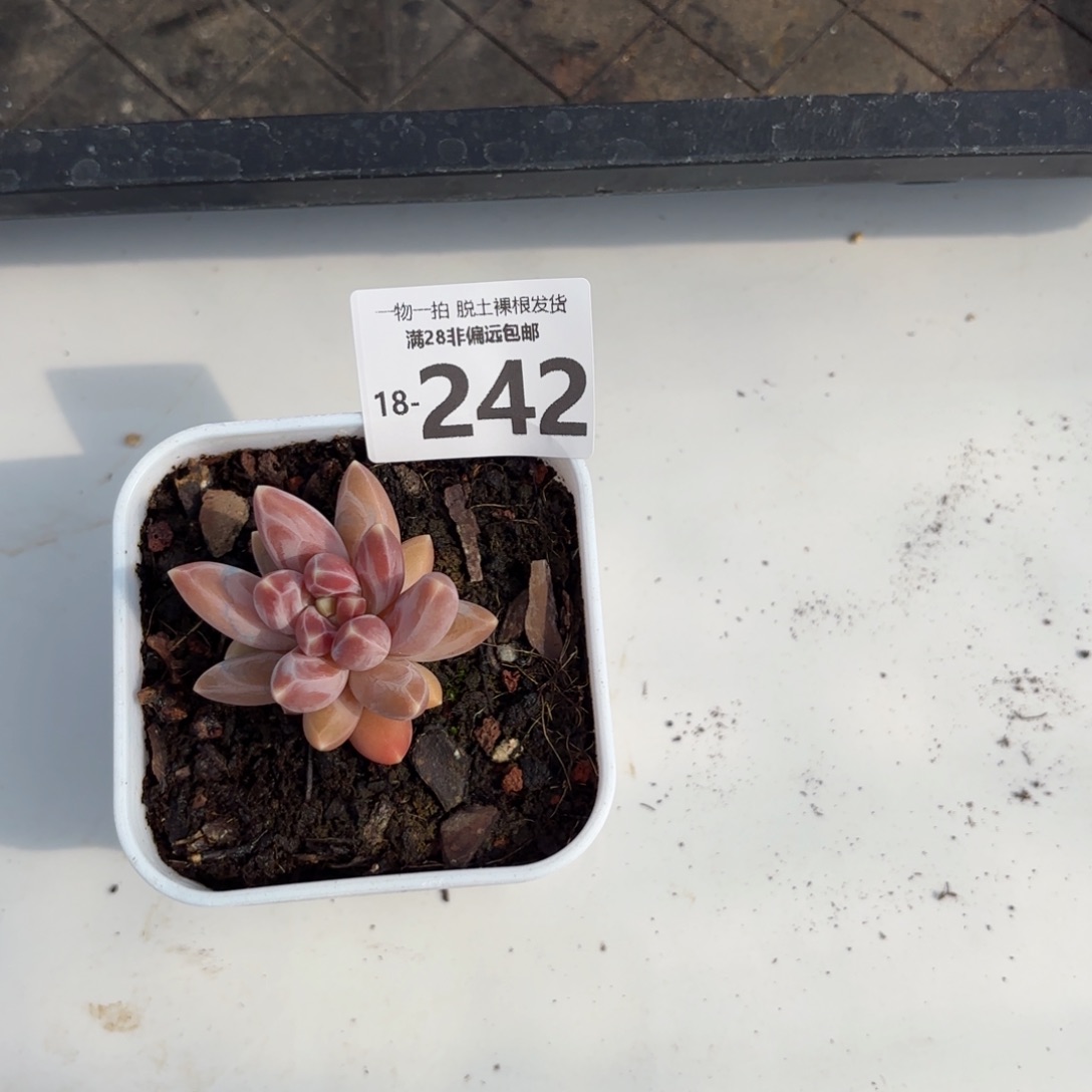 乌拉克拉单头多肉