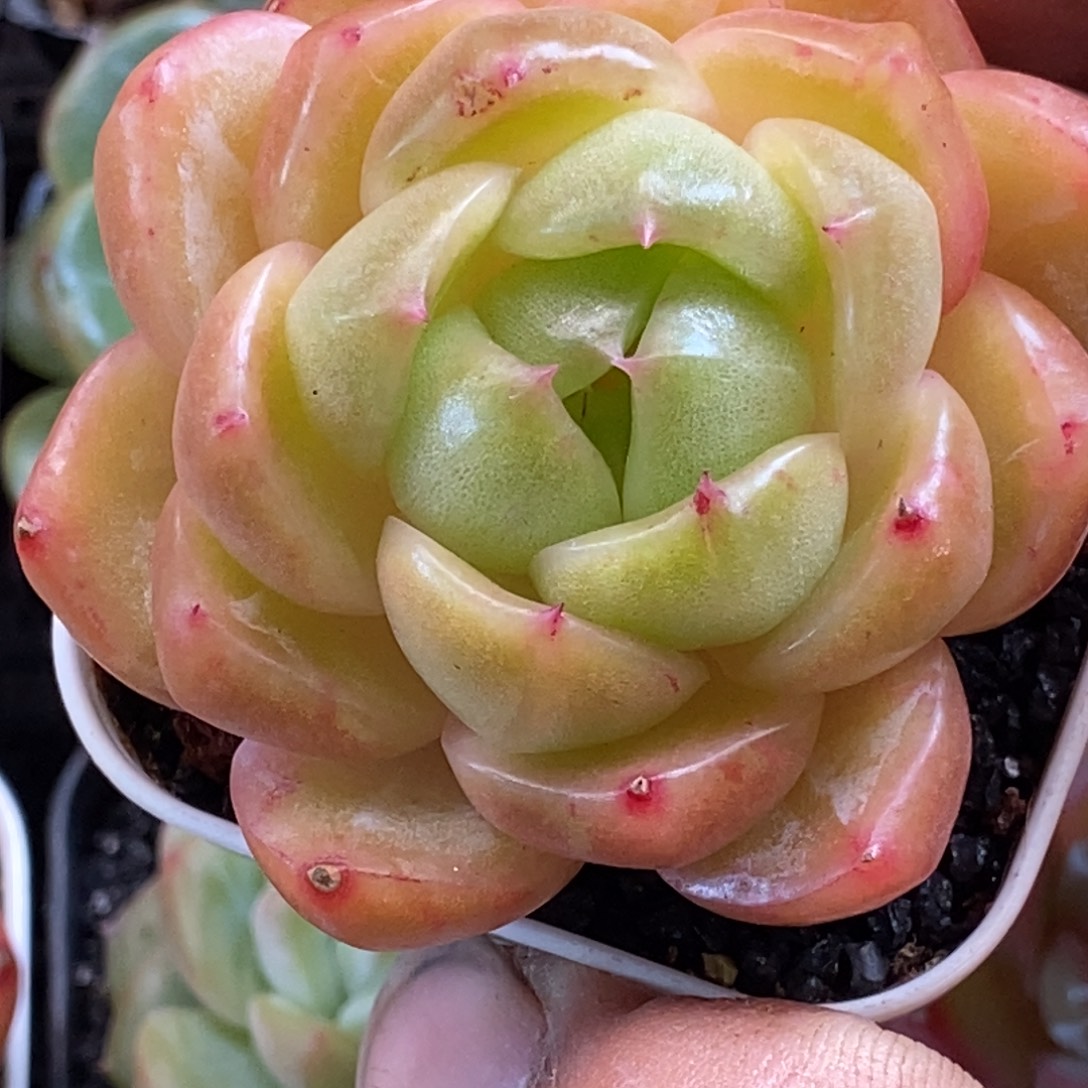 他刚才给百无禁忌