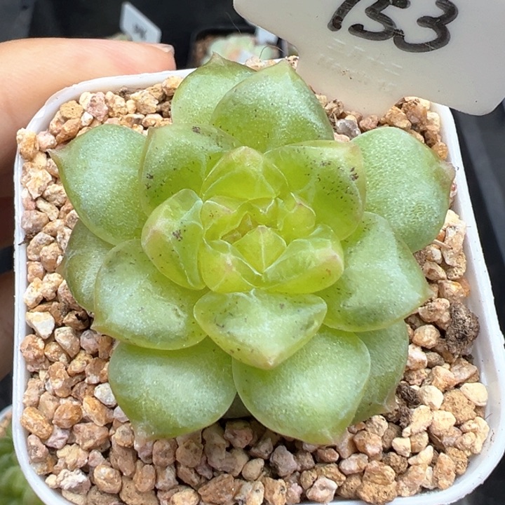 753号风花雪月系列有晒斑