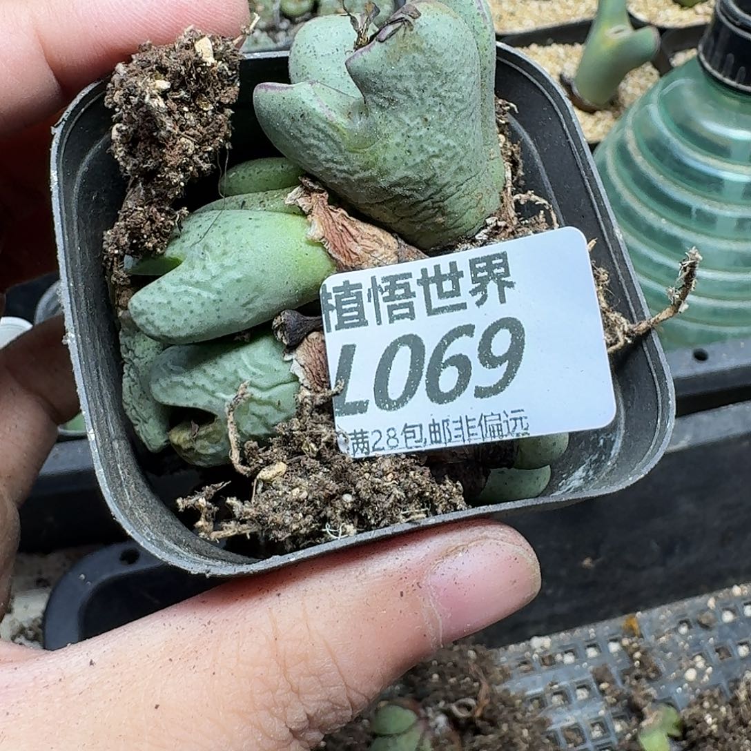 多肉植物的润泽ghn