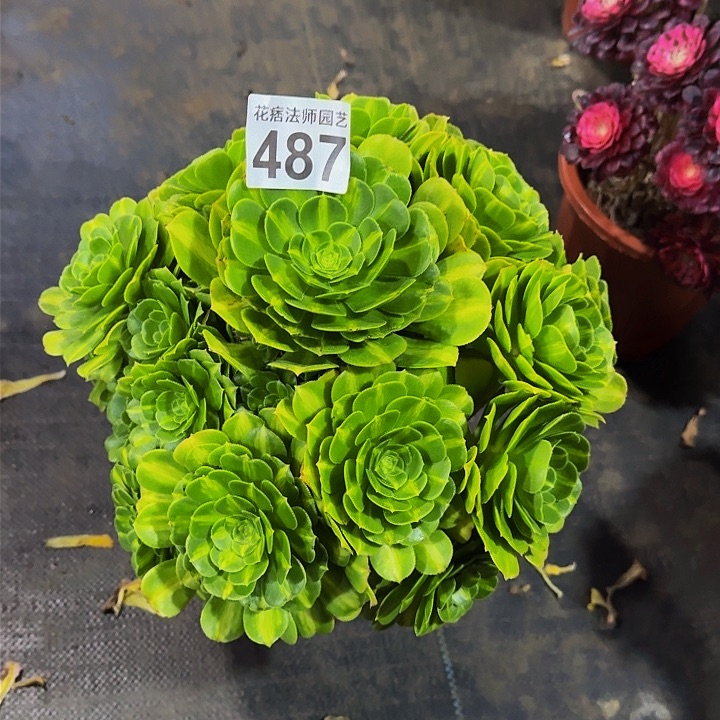 红陶翡翠琉璃487