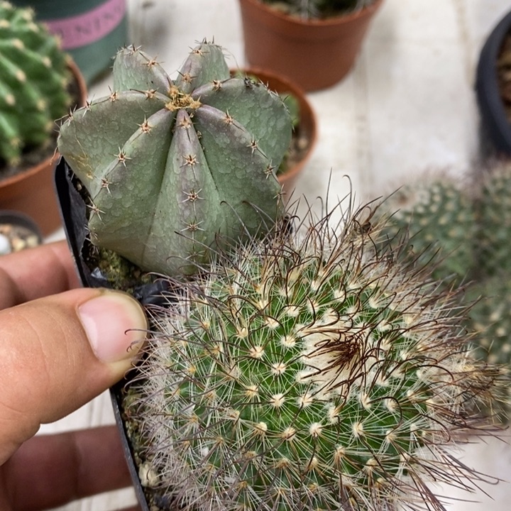 微刺虾非秀玉2颗特价