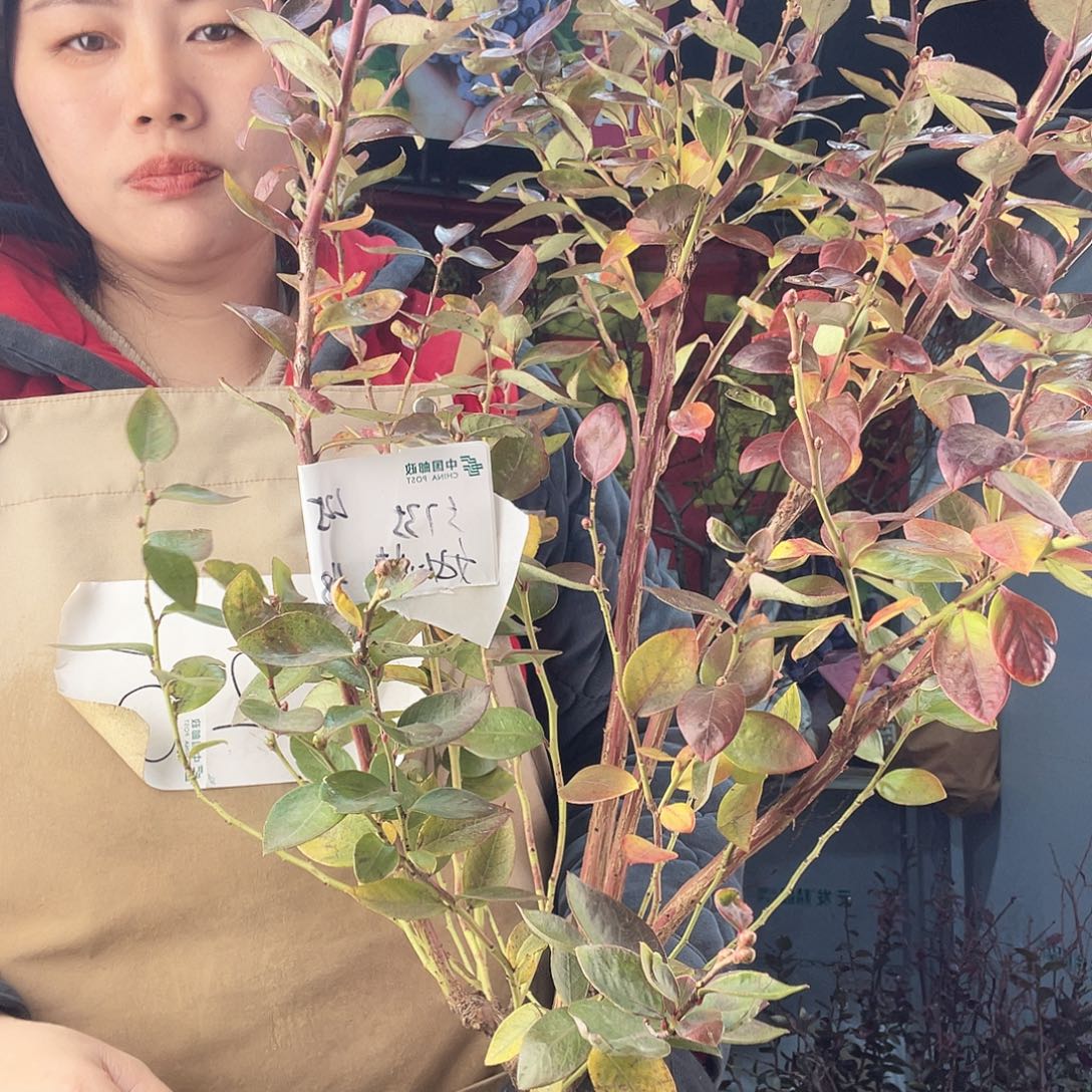 完全开放大果纯甜无酸蓝莓