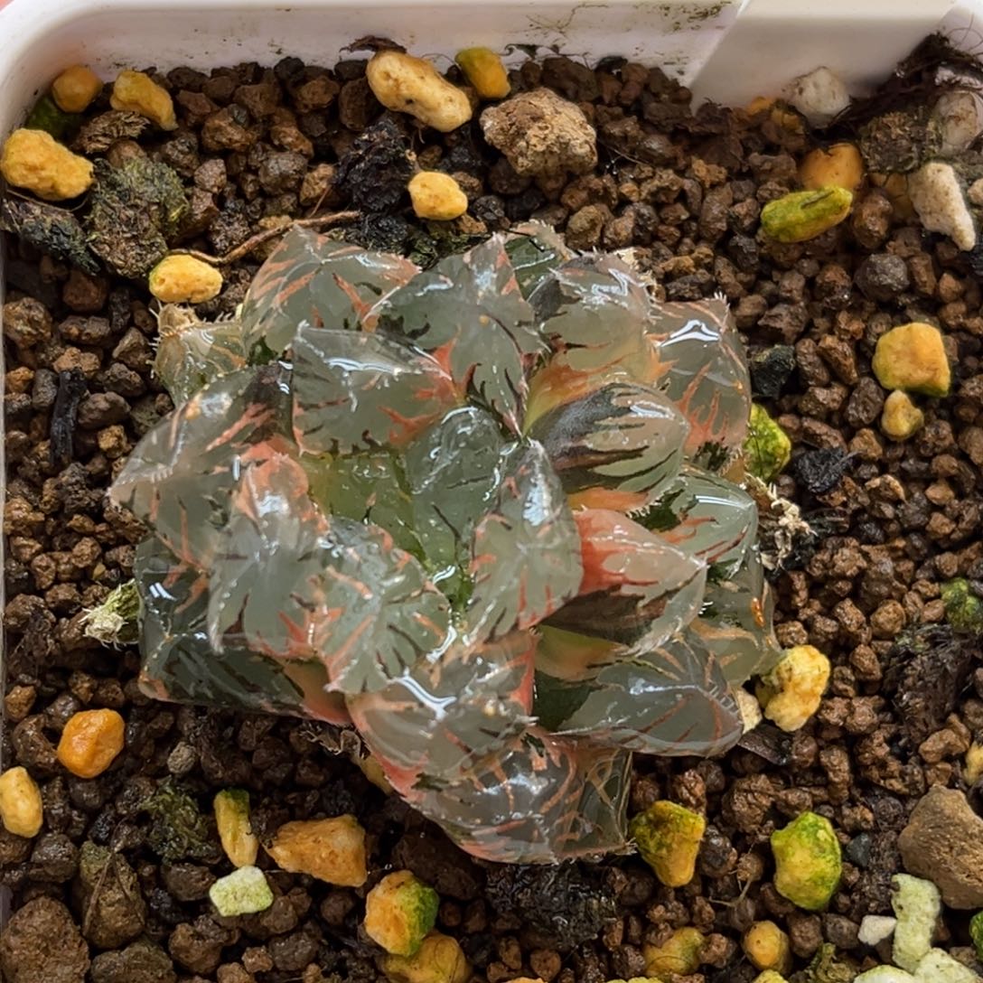 53赤斑玉露锦福利专场