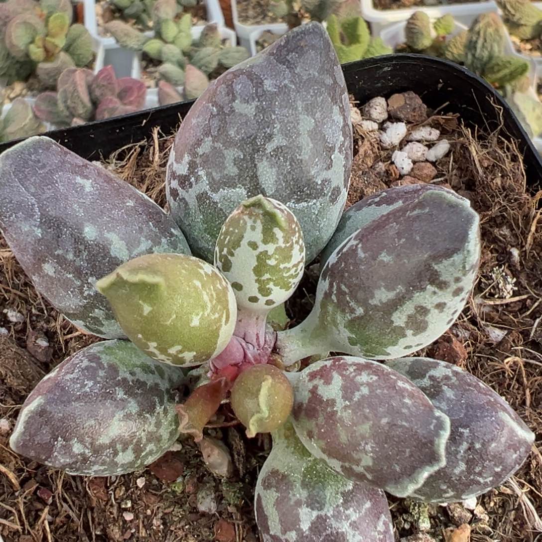 亮紫墨点雪花斑十方盆