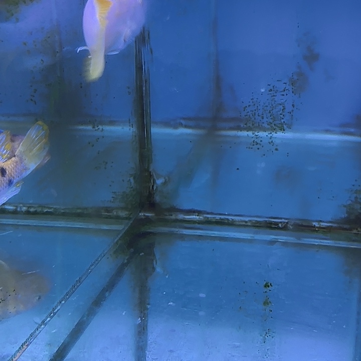 杰***叔慈鲷鱼159号11111111