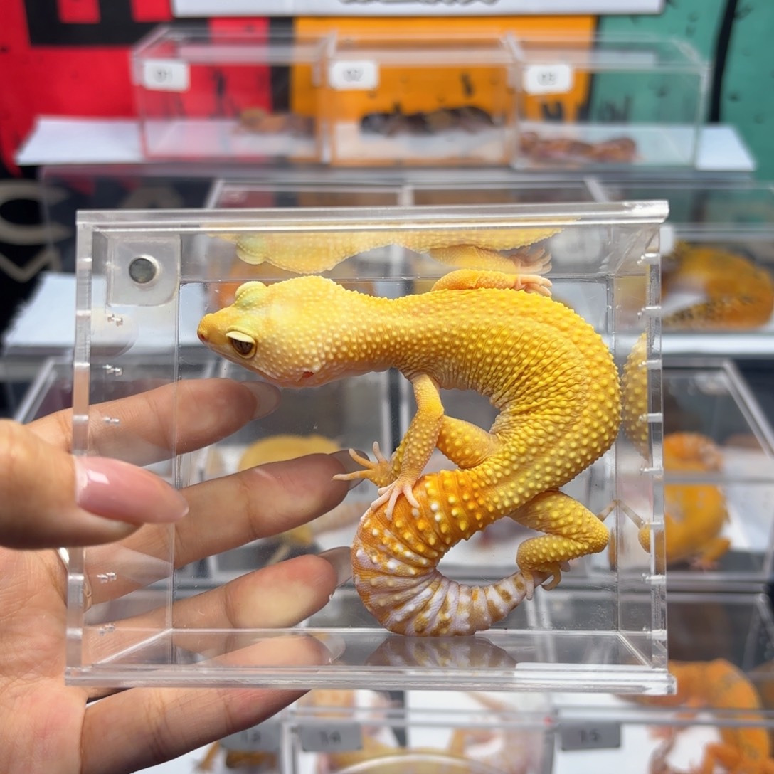 豹纹守宫无纹暴龙妹妹 N033