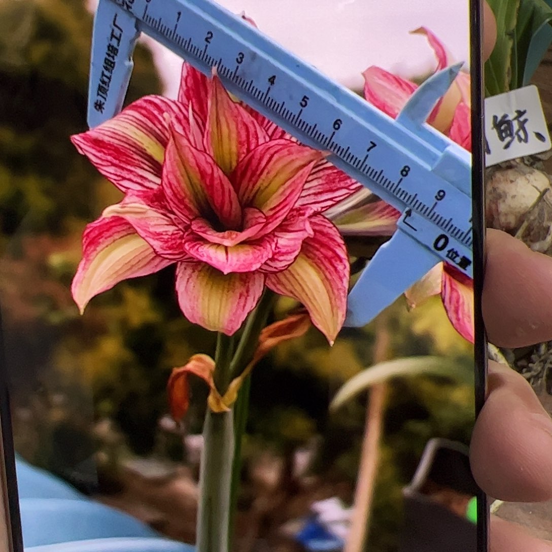 朱顶红钻石宝贝开花球带侧