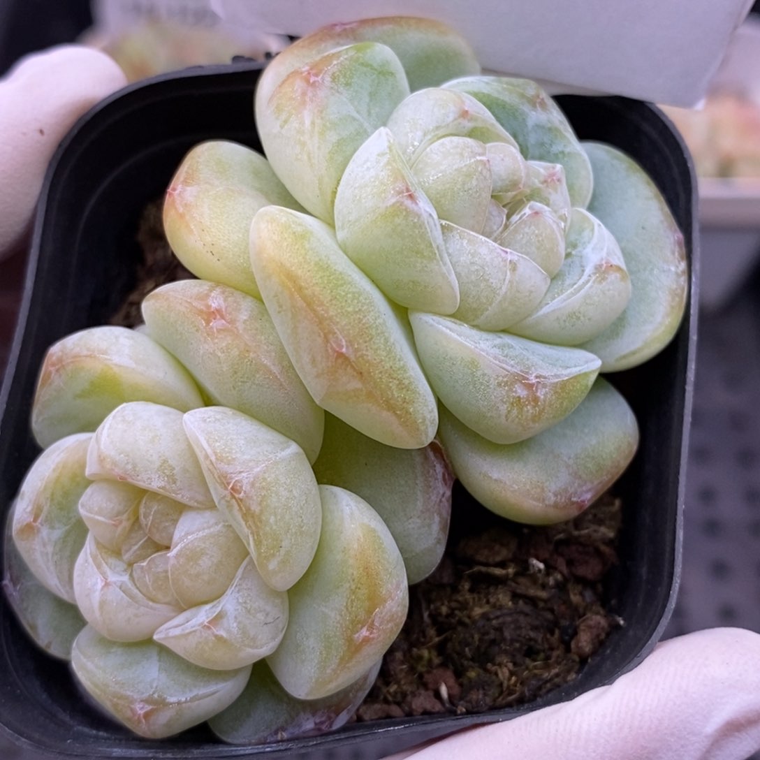 【闪购商品】15-125