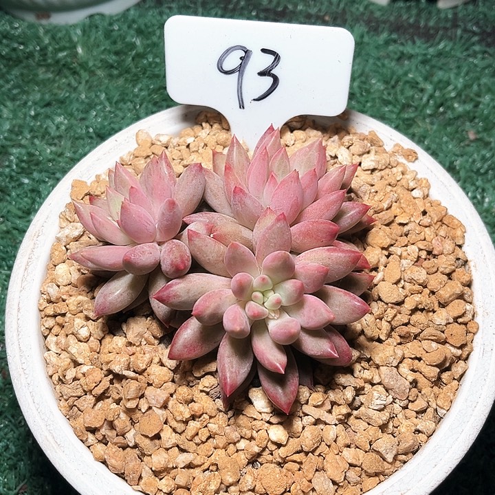 车厘子93号码牌子的话题