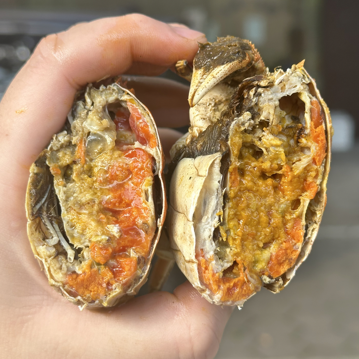 【1.5两母蟹10只】江苏大闸蟹小时达规格【净重1.2-1.4两】