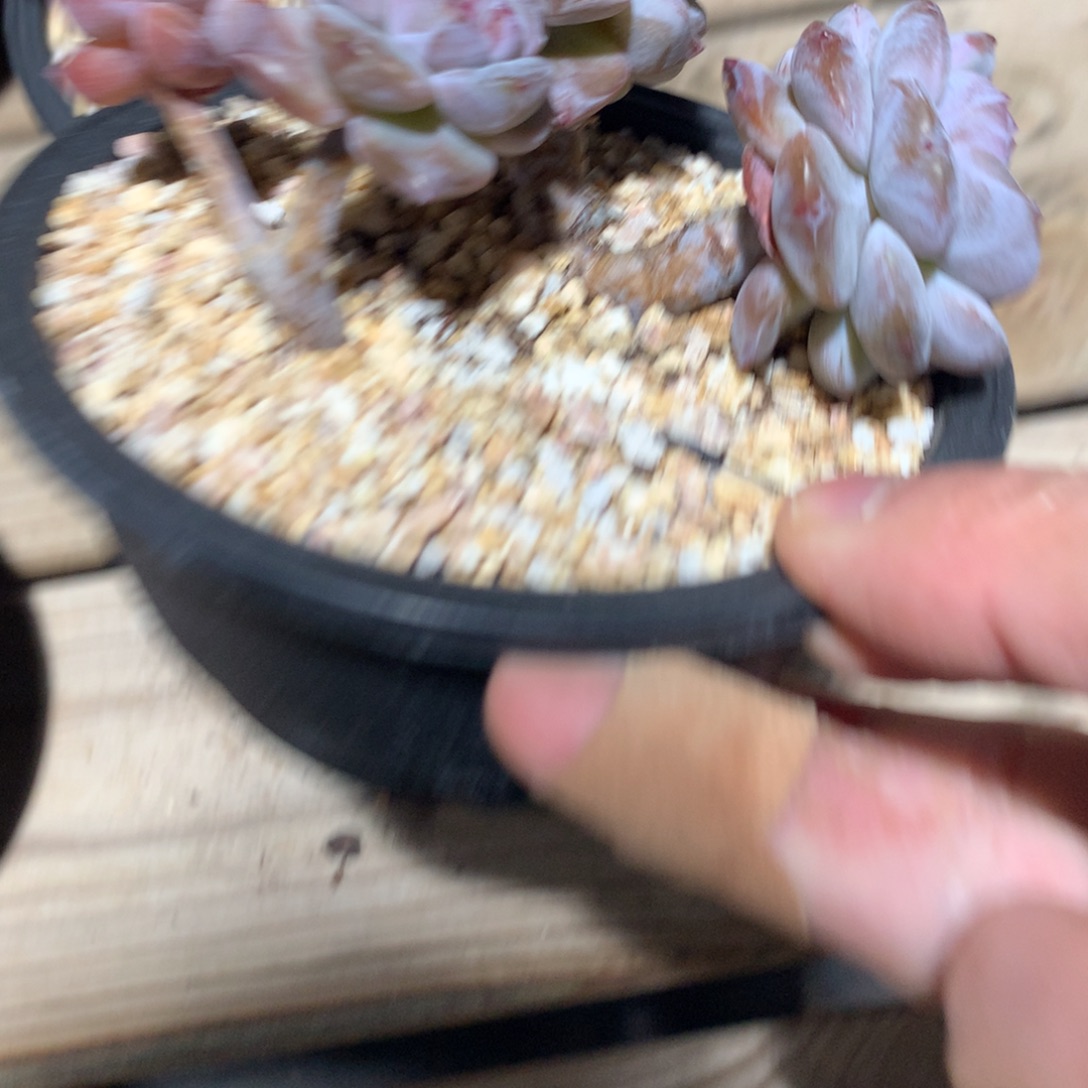 莎***莎莎莎突尼斯发货多肉