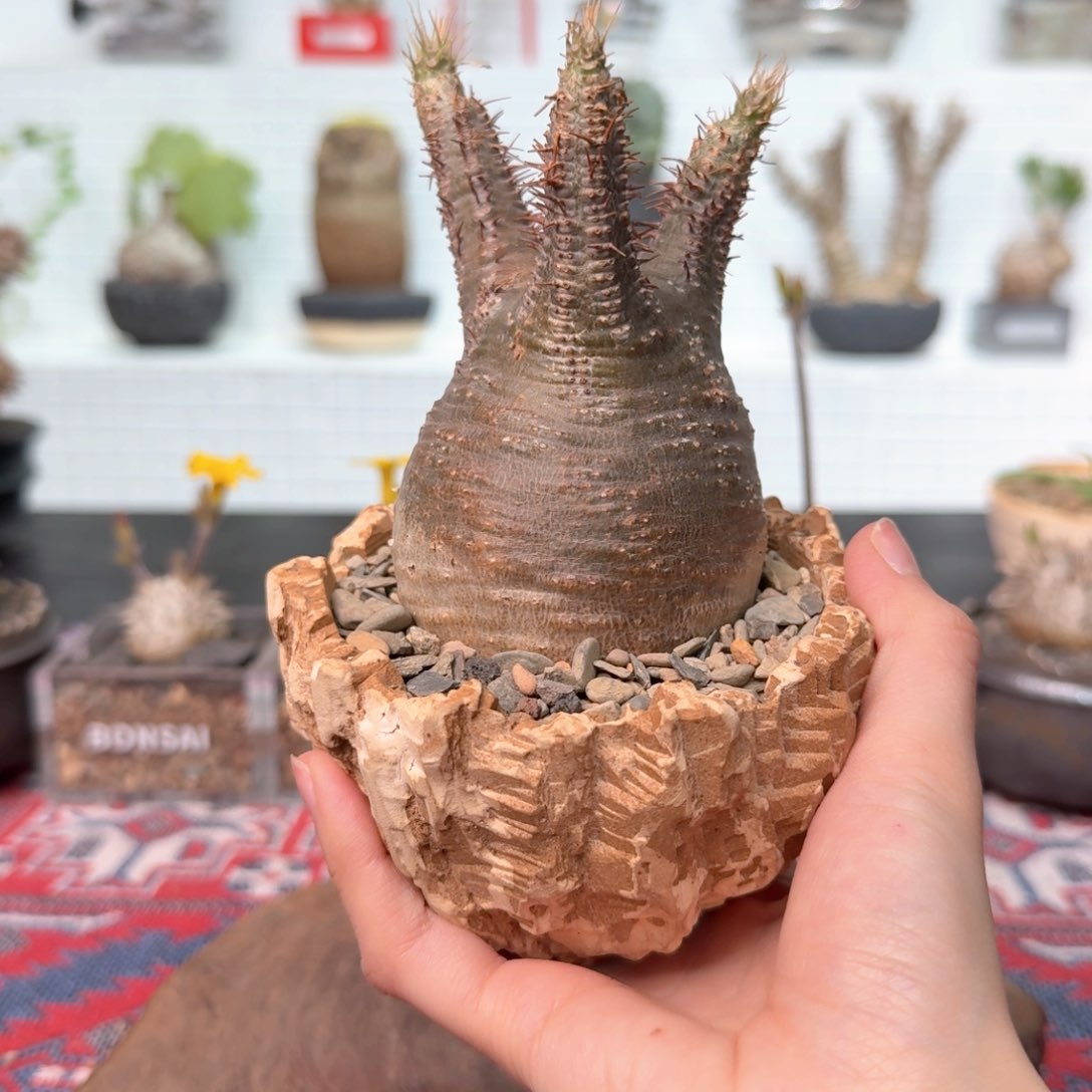 产地熟桩宫 一物一拍