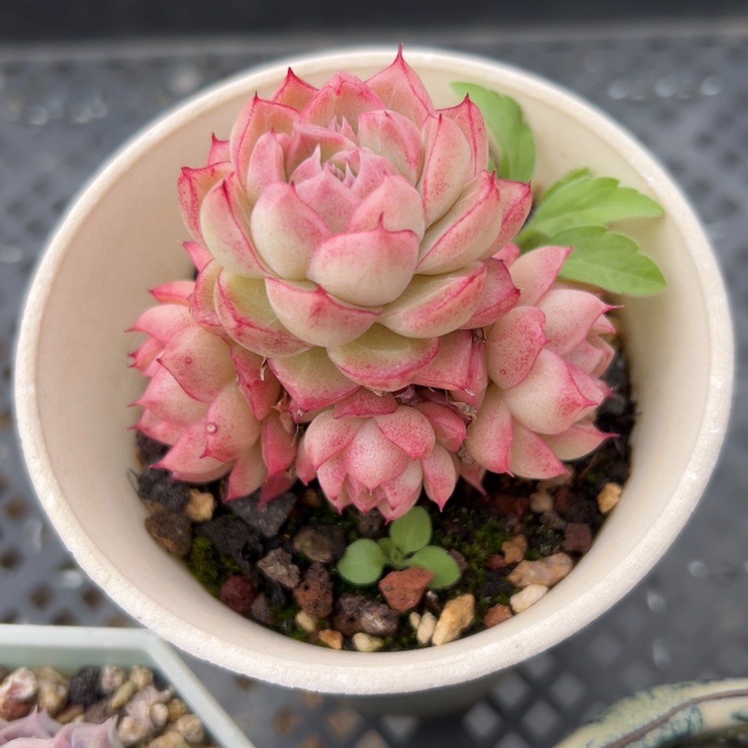 红女王精控多肉一物一拍