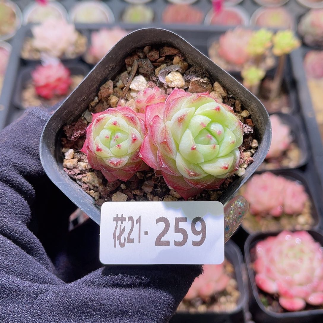 花利美21-259女王