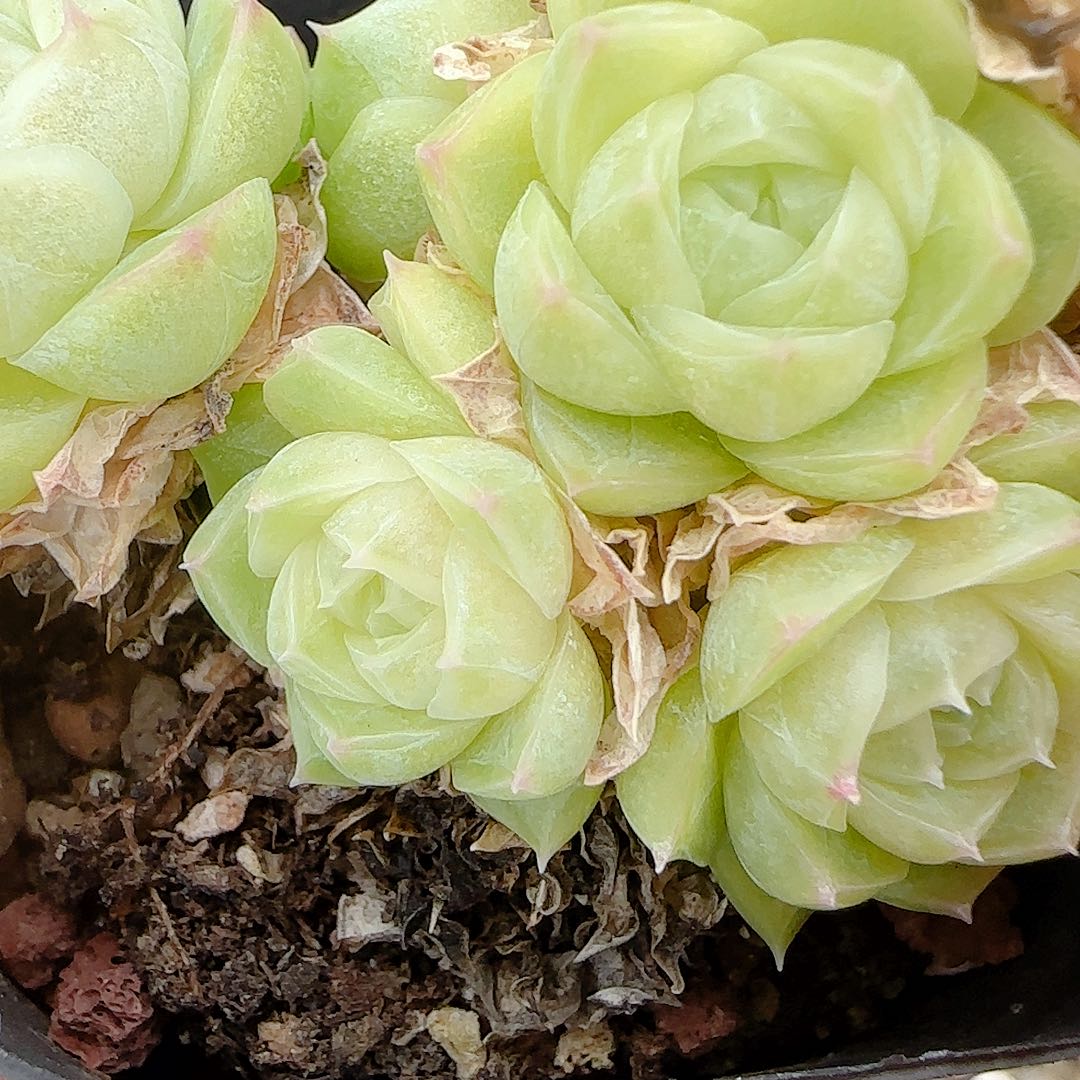 叶***真【闪购商品】1006-74散的