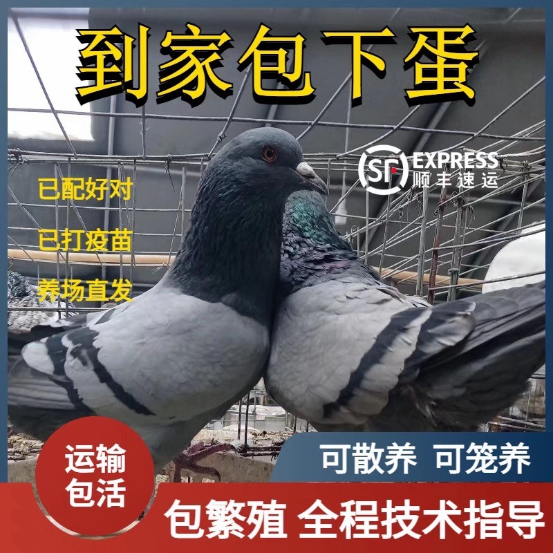 鸽子活一对公母大体落地王鸽种鸽下蛋鸽繁殖观赏信鸽肉鸽幼鸽活苗