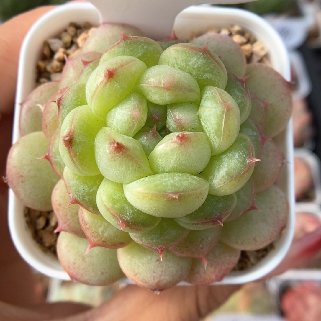 小樱可拍405号。        