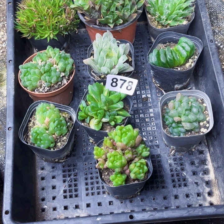 878 雨露一物一图如图0下3度不拍