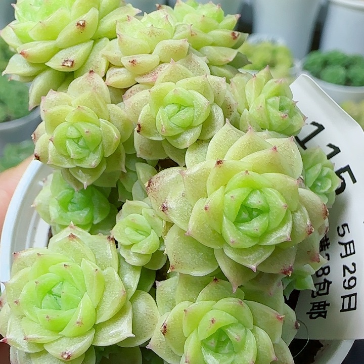 【闪购商品】0529-115花朵麦杆