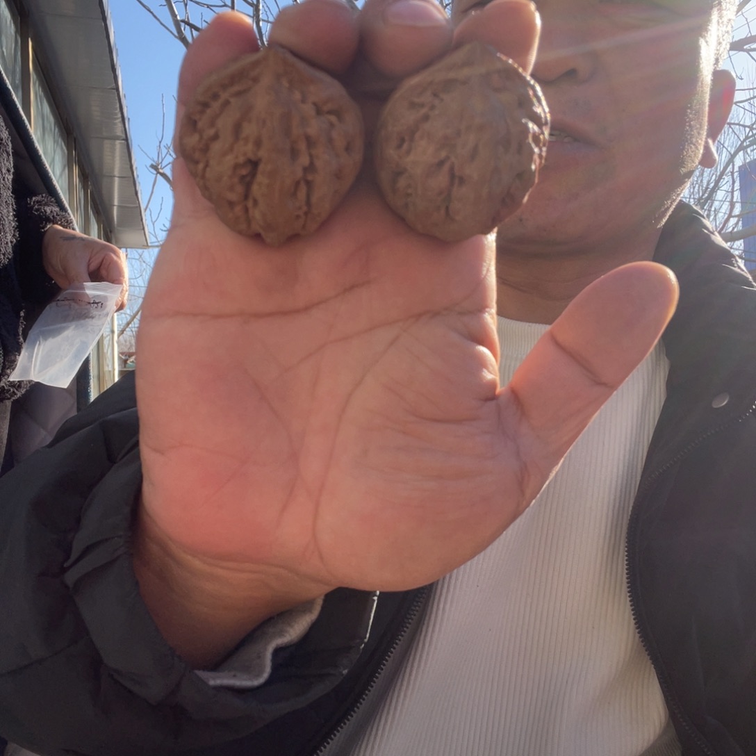 （***！吊坠文玩核桃霸王龙40