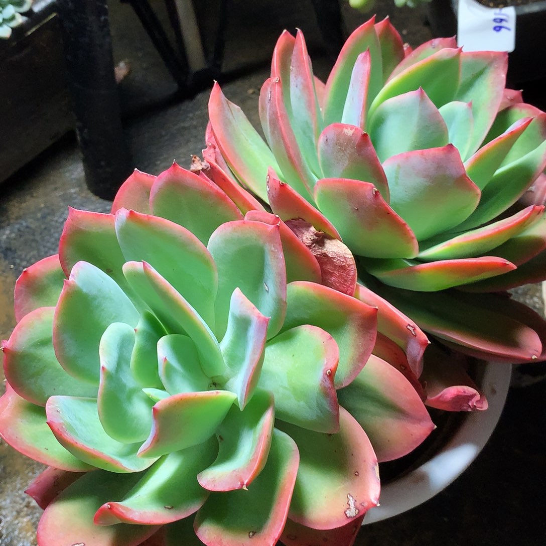 绮罗一物一拍25.167