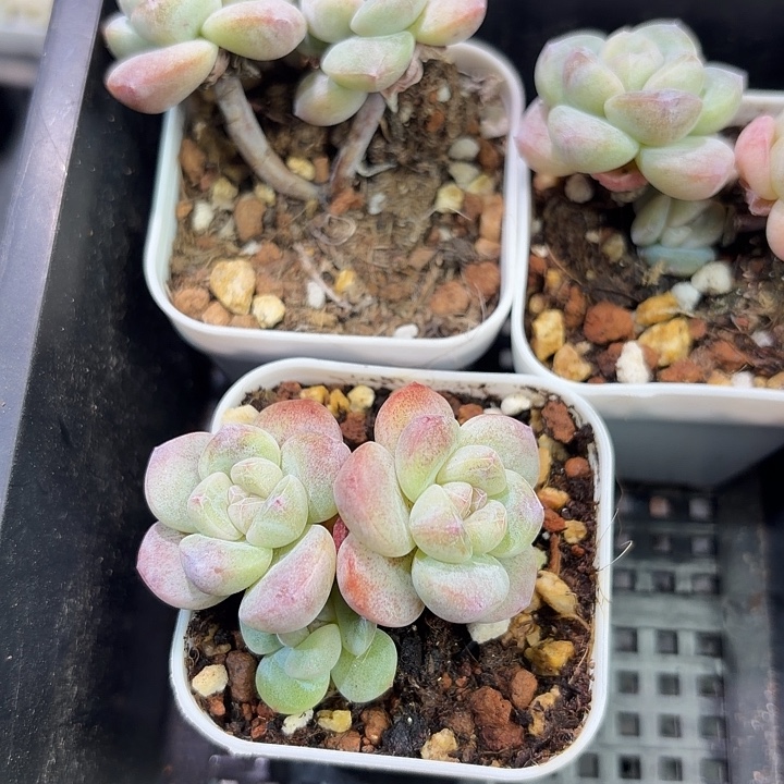 154 153号到手1框一物一拍