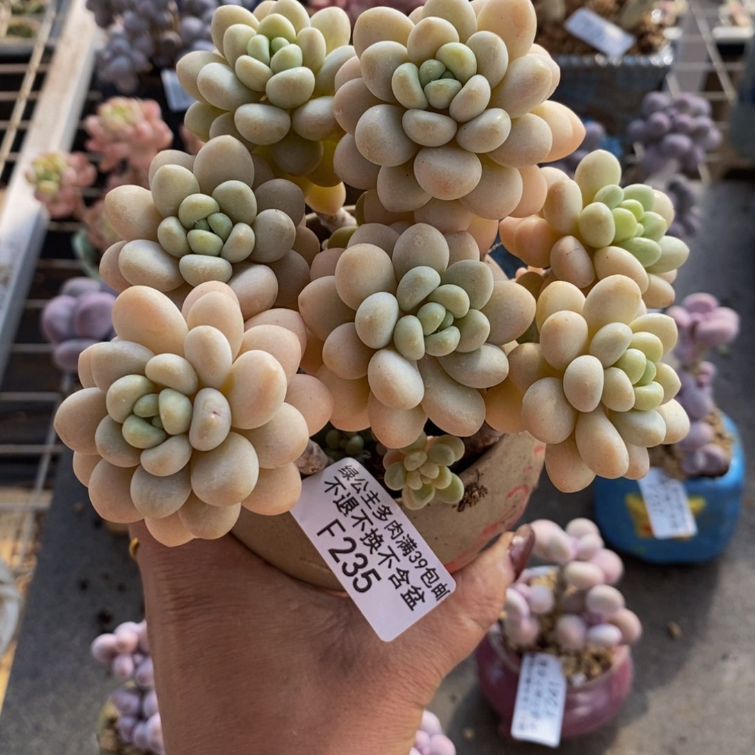 洛可可235/10cm多肉